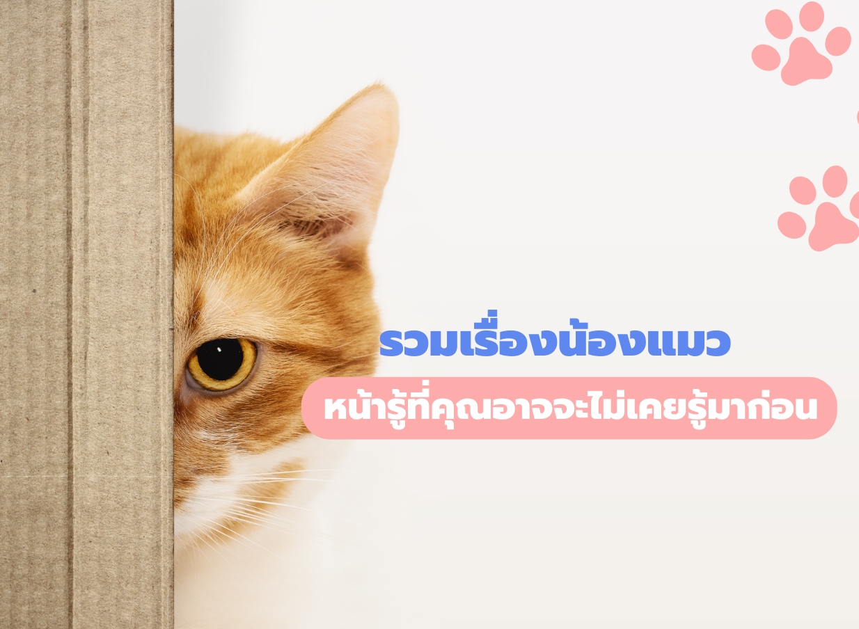 แมว