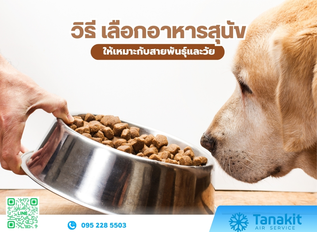 เลือกอาหารสุนัข