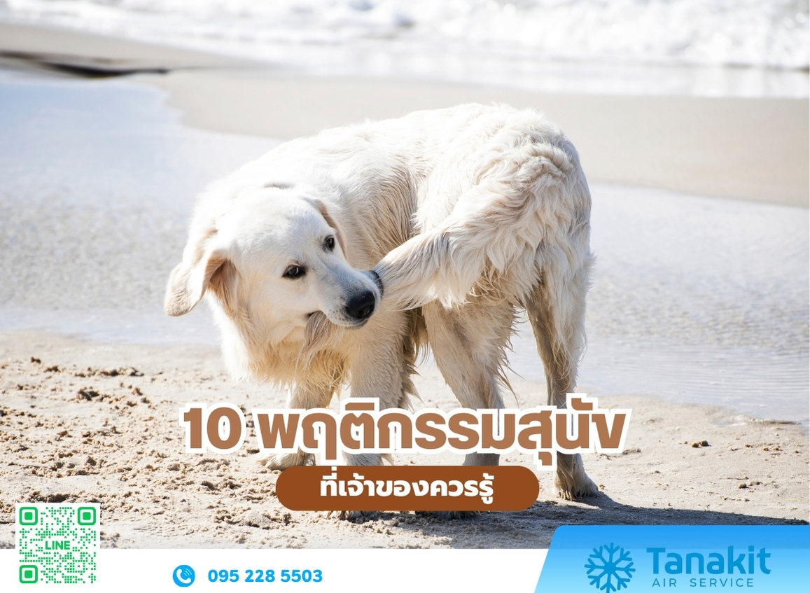 10 พฤติกรรมสุนัขที่เจ้าของควรรู้