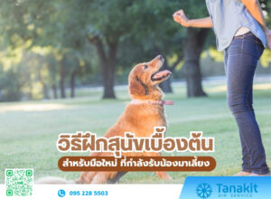 วิธีฝึกสุนัข